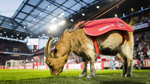 Voetbalstad Keulen bruist: van de kroeg van Podolski tot levende mascotte Hennes