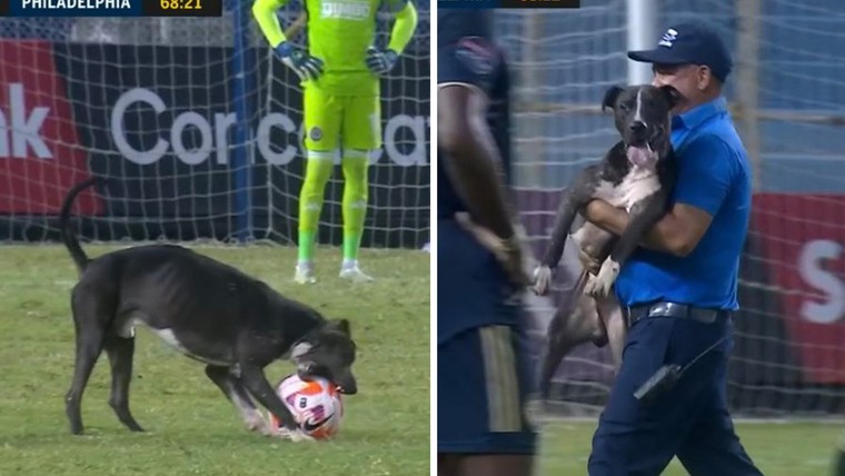 Hond gaat er met bal vandoor in Amerikaanse Champions League
