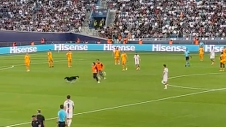 Jong Oranje opgeschrikt door vreemde veldbetreder: hond sprint voorbij
